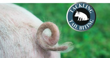 Understanding the risks of tail biting on your farm Pig Tail with logo