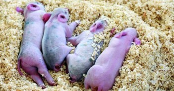 Germany delays ban on castration without anaesthetic shutterstock_1144274609
