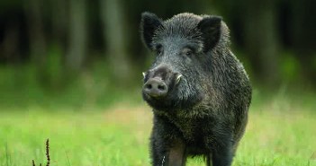 New strain of African swine fever hits prominent pig producer in China ASF pic