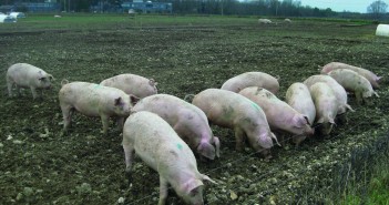Let’s get pig farming done Outdoor pigs