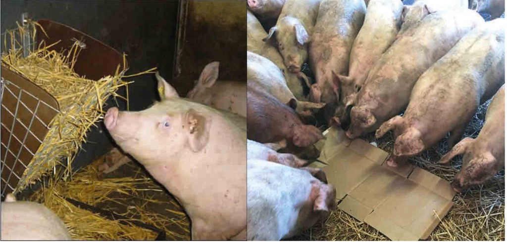 Good quantities of clean straw can be considered as adequate enrichment. Other options include carbdoard (right)