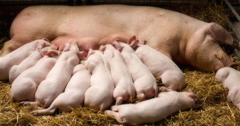 Pig production in a zinc oxide-free and low medication world – the Danish perspective Sow with piglets nursing