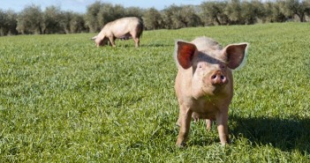 Lily Savage and Oscar Wilde have made me fall behind with the pig records Outdoor pigs