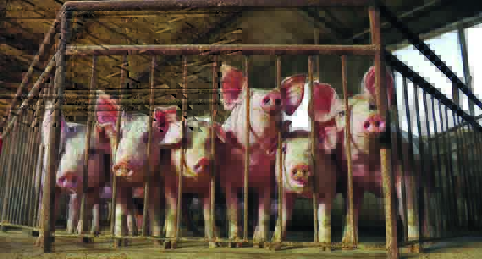 China S Battle With African Swine Fever Pig World