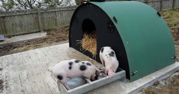 Primary school plan to slaughter pigs divides opinion Pigs at Farsley school