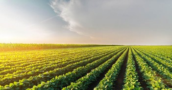 Why we need to talk about sustainable soya Agricultural soy plantation on sunny day - Green growing soybea