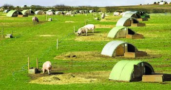 Marginal gains towards a net-zero target Outdoor pigs