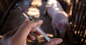 Vaccines tread a fine line between herd health and cost efficiency Injection for pig closup.