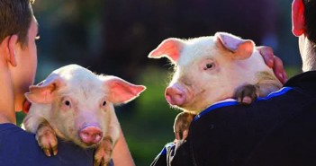 Putting people first Getting people management right determines how pigs are cared for and perform