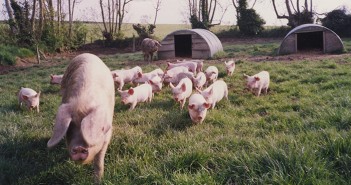 RBST launches project to secure future of traditional Lop pigs British Lop Sow & piglets (159)