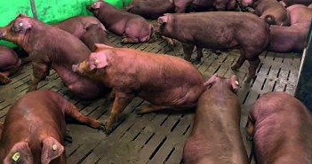 Technology to the fore as Canadian genetics come to UK The Genesus Durocs are very placid, with pen average growth rates as high as 1.4kg ADG