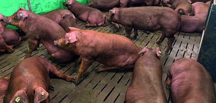 Technology To The Fore As Canadian Genetics Come To Uk Pig World
