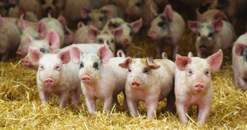 GB breeding herd shows performance gains in Q2 All pigs are finished on straw