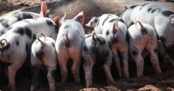 Volunteers sought for sustainable pork production research Newcastle uni pigs