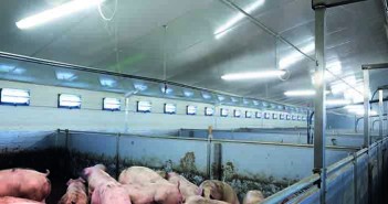 “It amazes me that people are still building pig housing without insulation” Stephen Tuer insisted on a Skov ventilation system, insulated walls and roof and washable fixtures and fittings