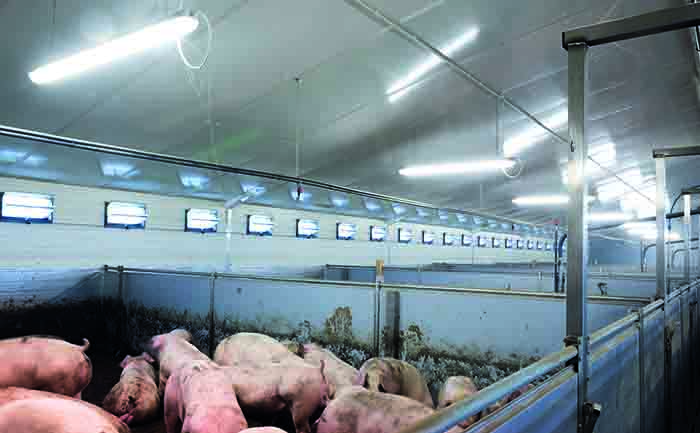 It Amazes Me That People Are Still Building Pig Housing