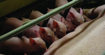 Taking greater control of your business and your future Litter of piglets