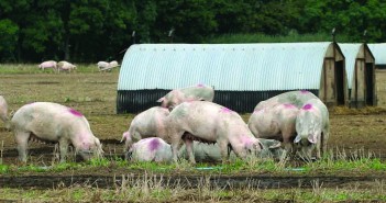 Small uplift for the EU sow market Outdoor sows