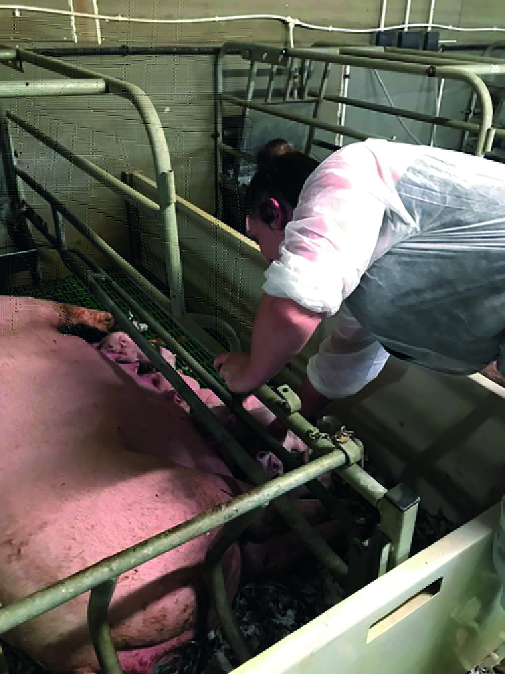 Louise’s particular passion is fertility reviews aimed at optimising breeding herd performance and productivity