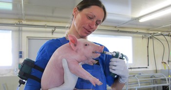 Ceva launches salmonella vaccine for UK and Irish pig producers Inoculating with Salmoporc