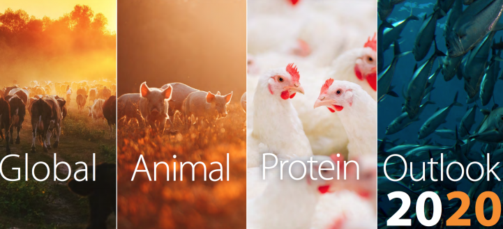 Asian Asf Crisis To Boost Eu Pig Prices In 2020 Rabobank Report