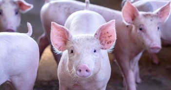 When politics and football fall flat, we can always rely on the price of pigs to spark heated debate!