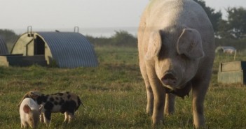 Cranswick announces purchase of Packington Pork Packington pork