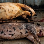 More effective vaccine for ASF virus developed ASF-dead-pigs-702x336