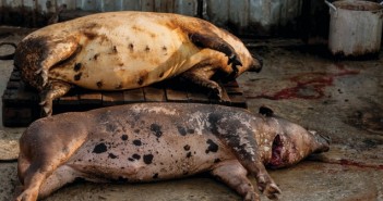 More effective vaccine for ASF virus developed ASF-dead-pigs-702x336