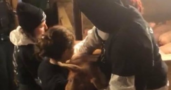 Meat the Victims Activists target Northern Ireland farm MTV2
