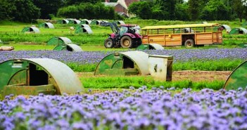 A New Year’s resolution – let’s talk about the environment Mark and Paul Hayward will be planting 34ha of nectar-rich plants across their farm for the fourth successive year