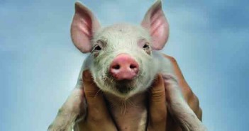 2020 outlook – what lies ahead as the new decade dawns? Pig main pic