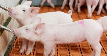 Water medicating pigs – what you need to know Sick pigs will usually drink, even if their appetite for feed is reduced