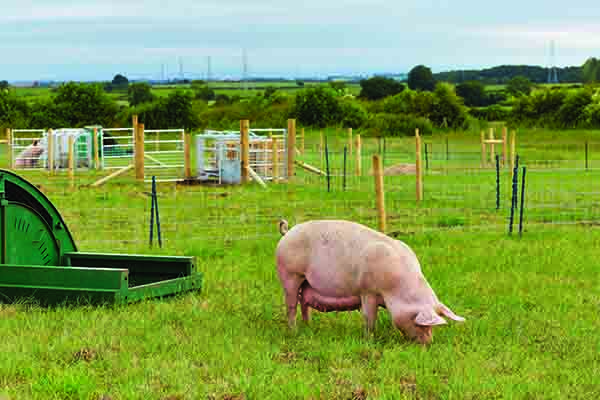 Inside The New National Pig Centre Pig World
