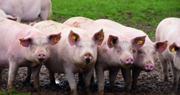 AgroSoft benchmarking software now available to all Scottish Farmers as part of new 3-year contract with QMU Outdoor gilt paddock.