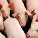 AHDB questions Defra figures suggesting fall in English breeding herd Pigs