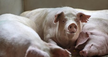 We are running out of space – farmer highlights challenges caused by the pig backlog DSC_1340