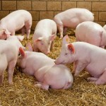 New programme launched to promote proactive disease control among pig producer Initiative launched to encourage proactive disease control among pig producers