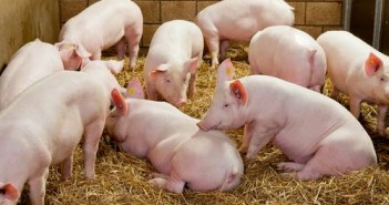 New programme launched to promote proactive disease control among pig producer Initiative launched to encourage proactive disease control among pig producers