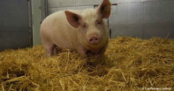 Predicted fall in Asian pig meat production will promote rise in international trade Pig in Pirbright ASF vaccine trial