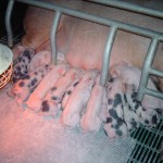 Combating heat stress in pig production as temperature rises piglets