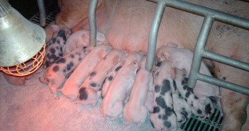 Combating heat stress in pig production as temperature rises piglets