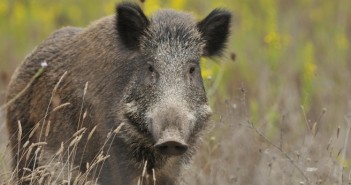 Germany takes action to prevent further ASF spread Wild boar (Sus scrofa)