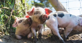 How small-scale producers have adapted to the new normal Primrose herd