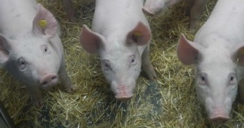 Study shows antibody could provide protection for pigs and humans from flu NS20030_Pigs-ears1