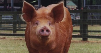 RBST urges keepers to continue ‘crucial’ registration of rare breeds amid show cancellations Credit: Sarah Rowland