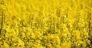 Small UK rapeseed crop could increase reliance on imported protein meal for feed market oilseed-rape-5098369_1920
