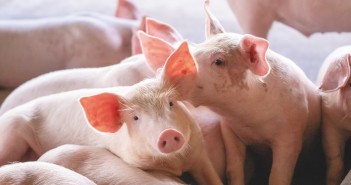 New research reveals significant reduction in carbon footprint of British pig farms shutterstock_1453689590