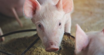 How farmers across Europe are preparing for a future beyond zinc Beyond Zinc - piglet feeding