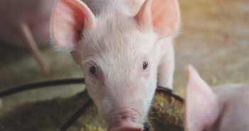 How farmers across Europe are preparing for a future beyond zinc Piglet feeding